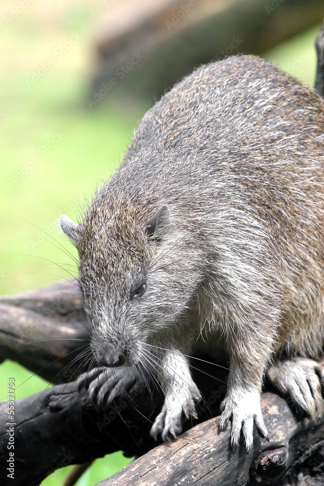 Hutia-conga.