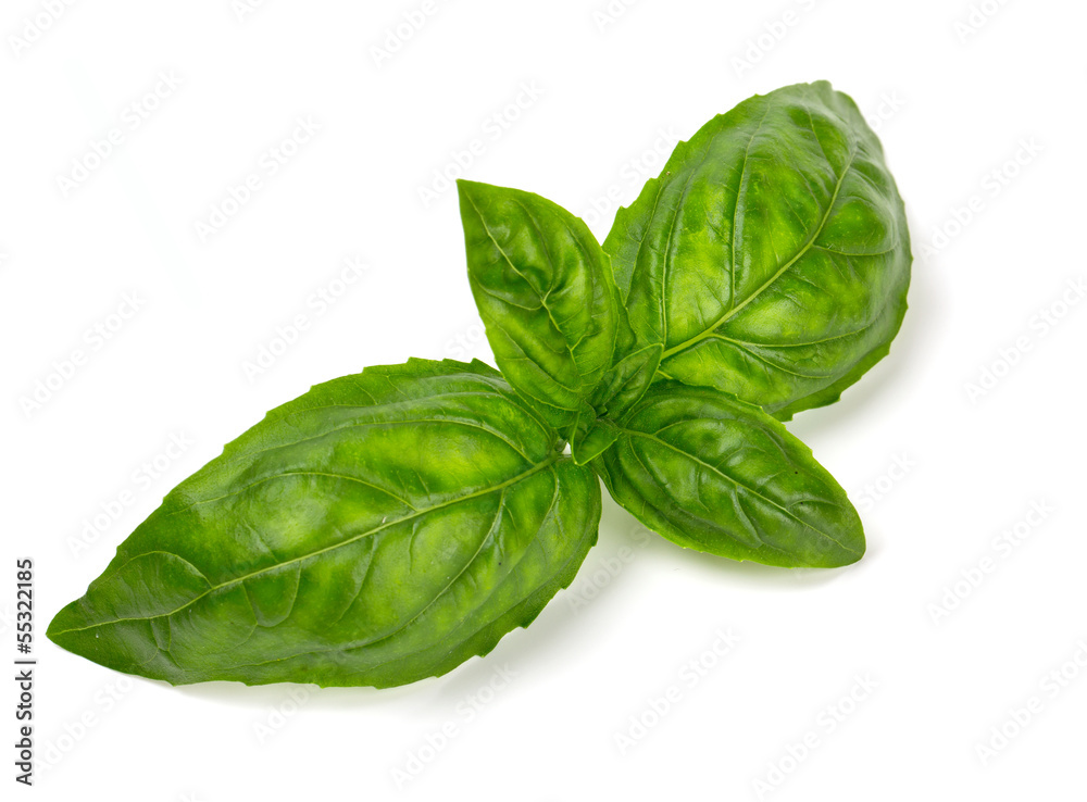 basil isolated on white background basil isolated on white background