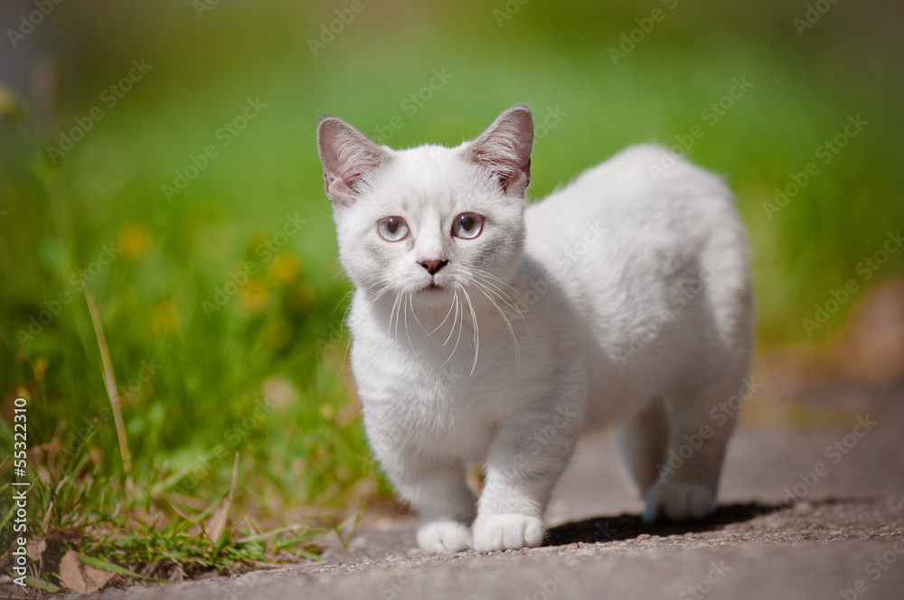 Naklejka premium munchkin kitten with short legs