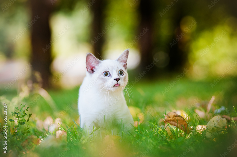 Obraz premium munchkin kitten outdoors