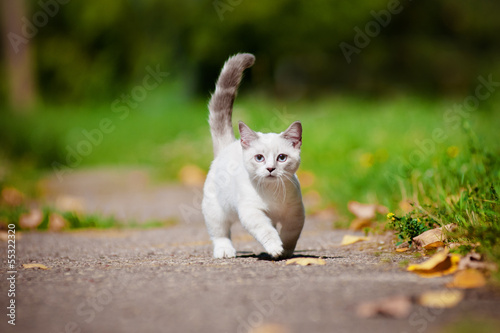 munchkin kiten with short legs photo