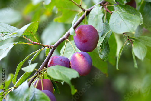 plums growing