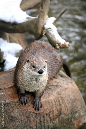 Otter