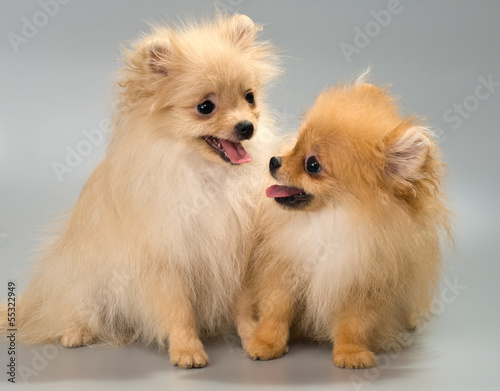 Two puppies of breed a Pomeranian spitz-dog in studio © Ulf