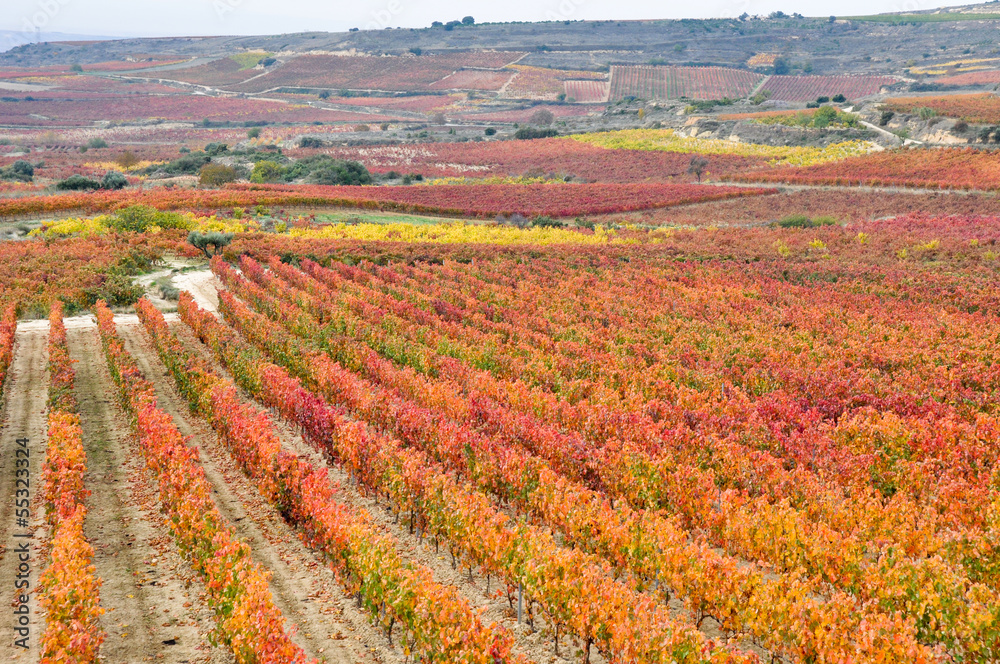 Viñedos en otoño, La Rioja (España)
