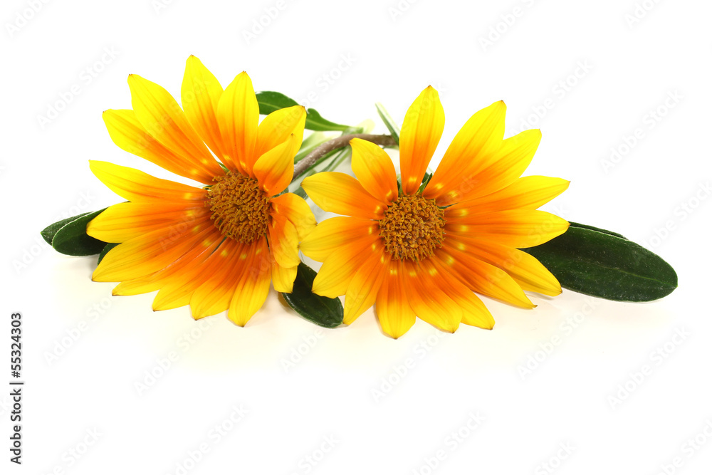 Obraz premium Mittagsgold