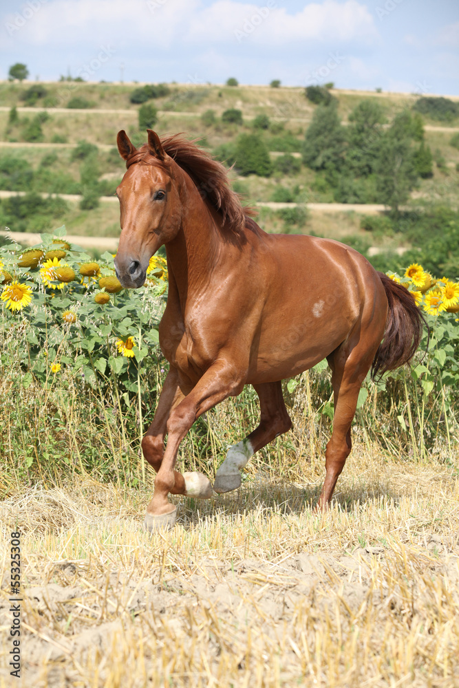 Fototapeta premium Beautiful horse running in front of sunflowers
