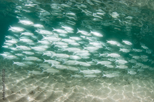 School of white grunts in the very shallow water