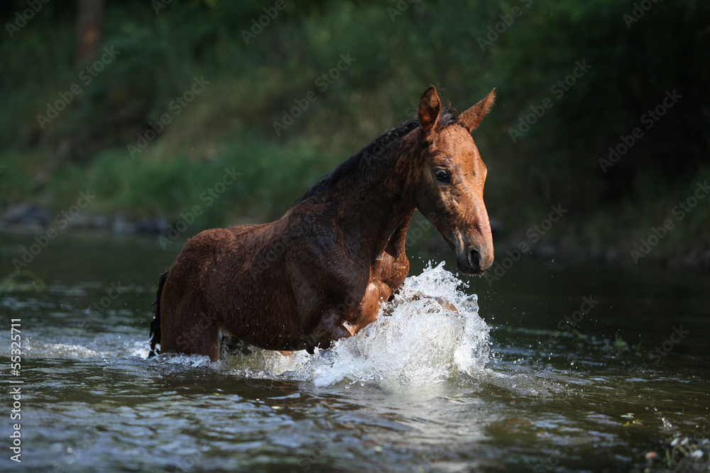 Nice horse with rope halter playing in the water Nice horse with rope halter playing in the water