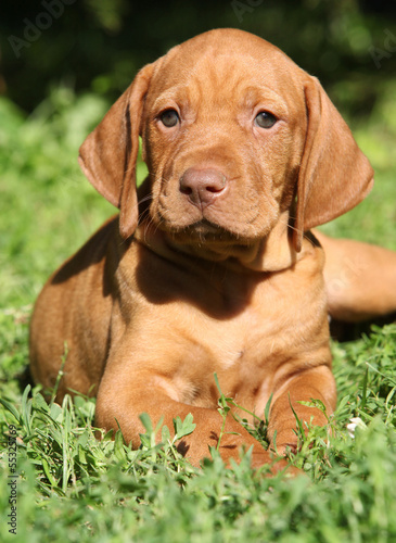 Hungarian Short-haired Pointing Dog puppy lying