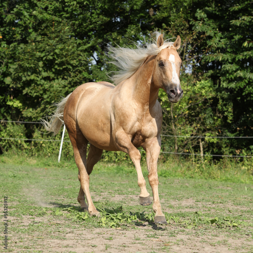 Nice palomino horse with long blond mane running