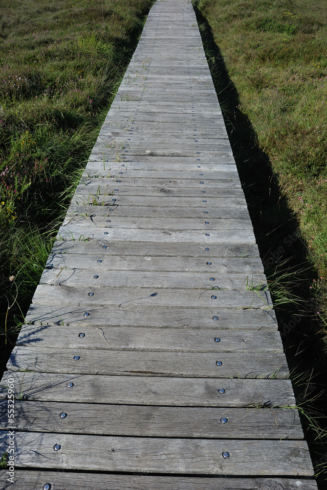 wooden path in the moor