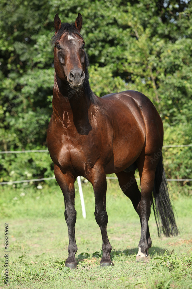 Nice horse standing in front of nature background Nice horse standing in front of nature background