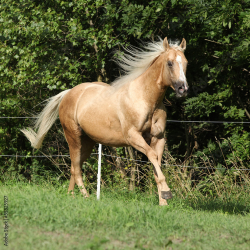 Nice palomino horse with long blond mane running