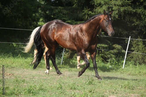 Brown and palomino stallions running on pasturage