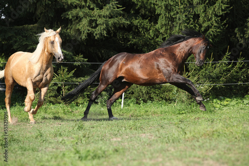 Two quarter horse stallions fighting with each other