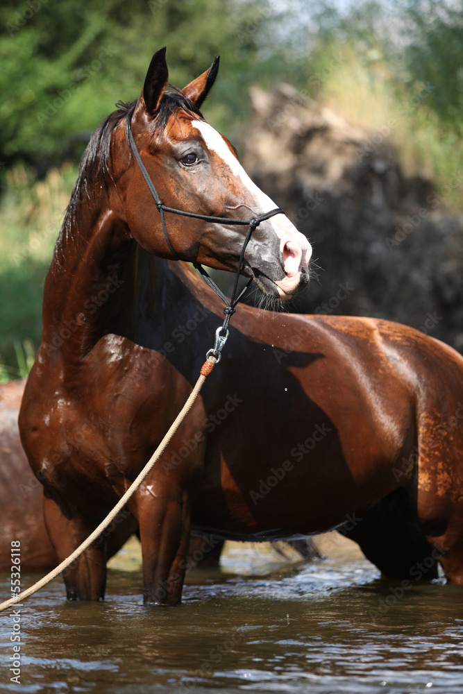 Obraz premium Nice brown horse standing in water