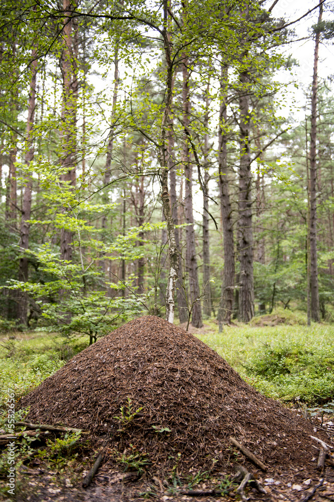 Ameisenhügel StockFoto Adobe Stock