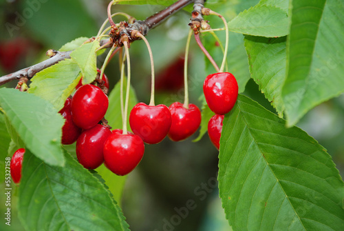 Cherry Picking