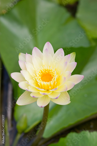 Yellow water lily in the pond.