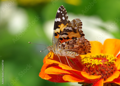 Photography Painted lady butterfly (Wanessa cardui) on a flower