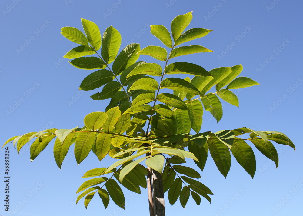 Obraz premium Young Manchurian walnut tree