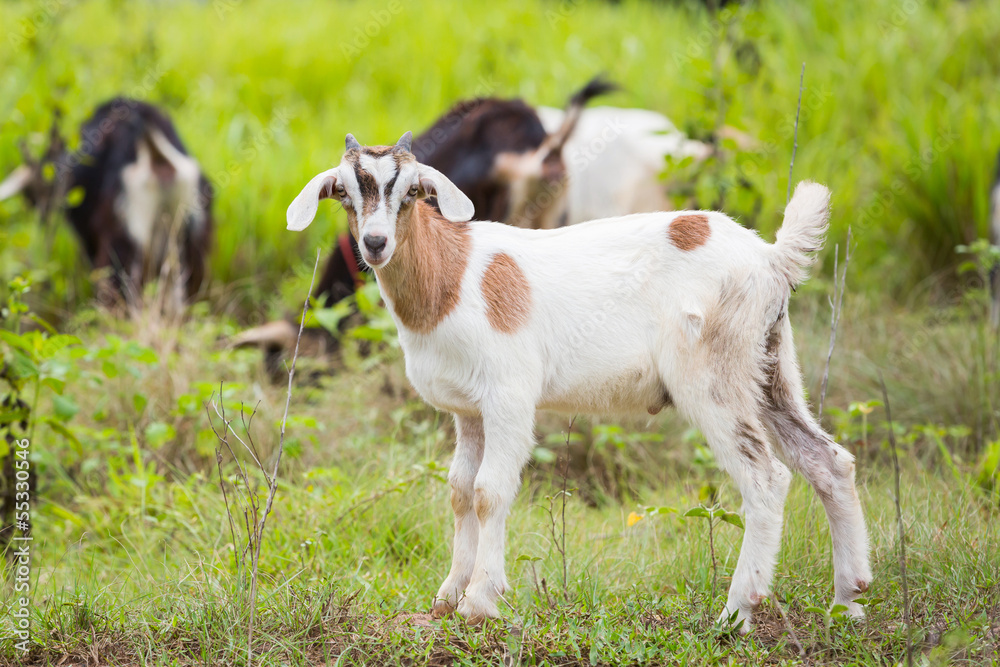 Obraz premium Goat