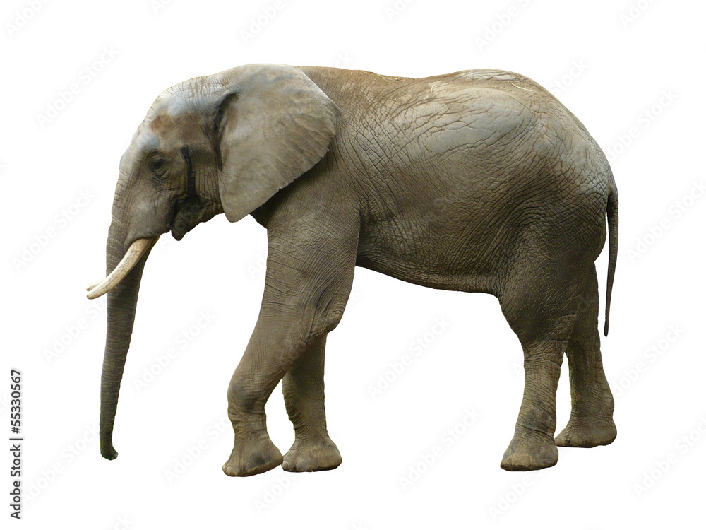 Elephant isolated