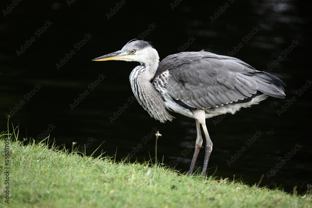 Fototapeta premium Grey heron, Ardea cinerea,