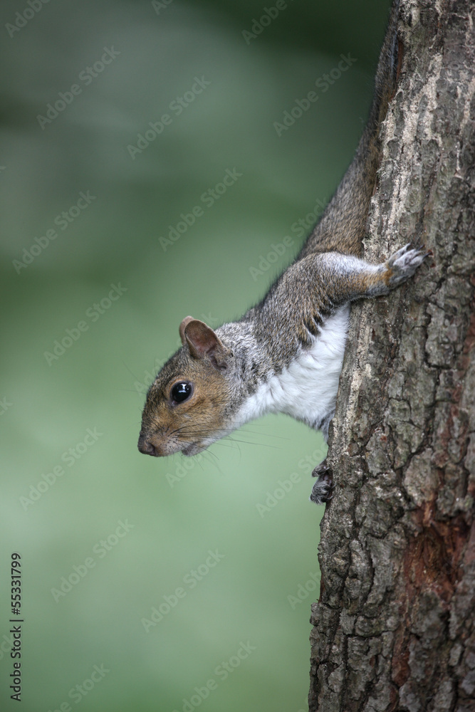 Grey squirrel, Sciurus carolinensis Grey squirrel, Sciurus carolinensis