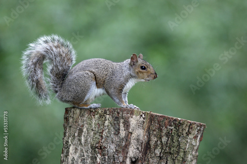 Grey squirrel, Sciurus carolinensis photo