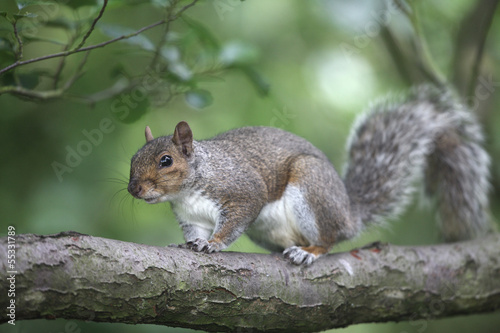 Grey squirrel, Sciurus carolinensis
