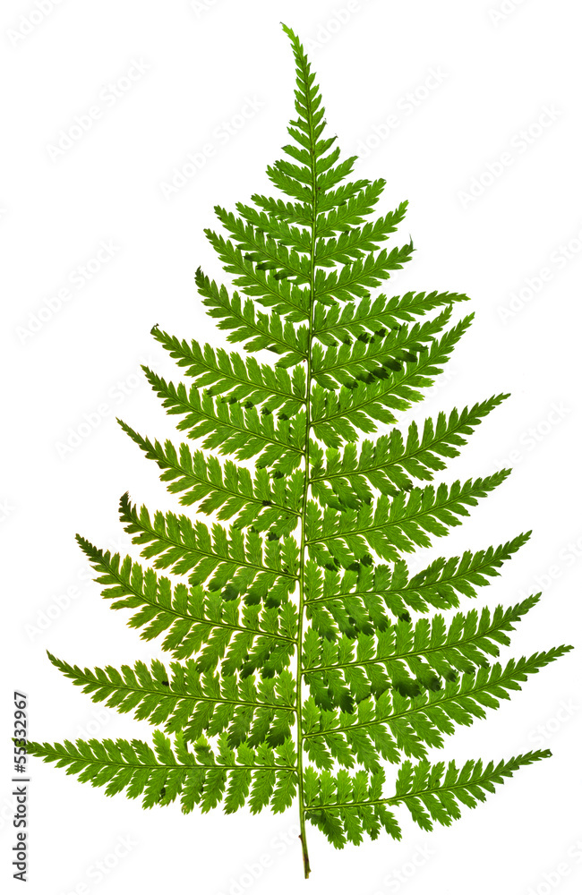 green sprig of fern