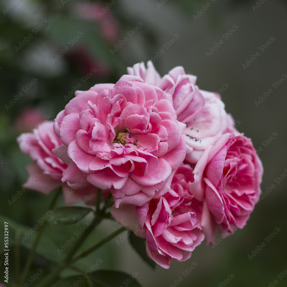 Rose Rose