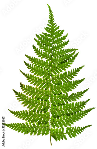 green sprig of fern © vvoe
