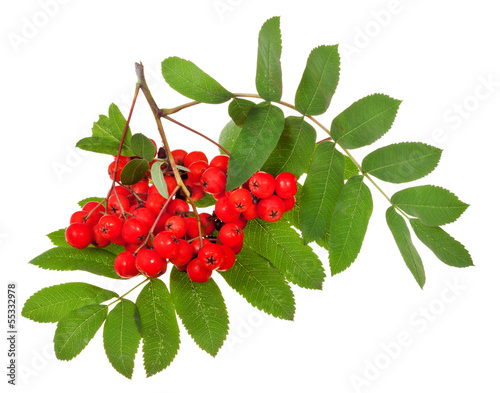 rowan berries and green leaves