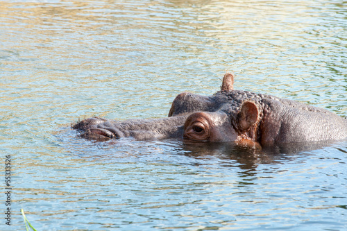 hippopotamus hippo resting in the water.