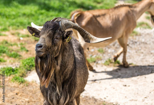 closeup of goat photo