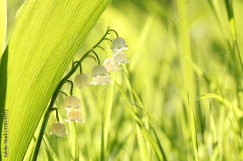 Fototapeta Naklejka Na Ścianę i Meble -  Lily of the valley in the forest