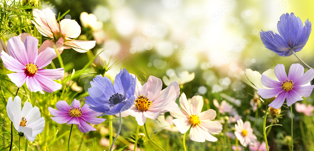 Obraz premium kwiaty
