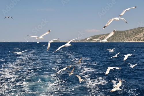 Flock of seagulls flying over sea behind the ship