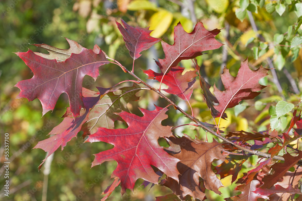 Fototapeta premium Oak branch with red autumn leaves