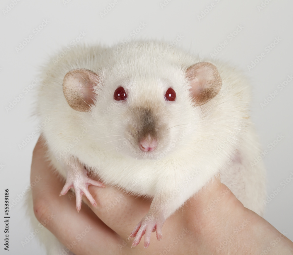 white rat white rat