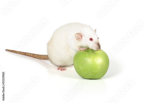 white rat photo