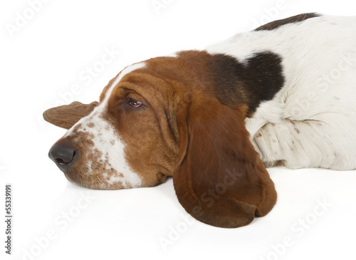 Basset Hound