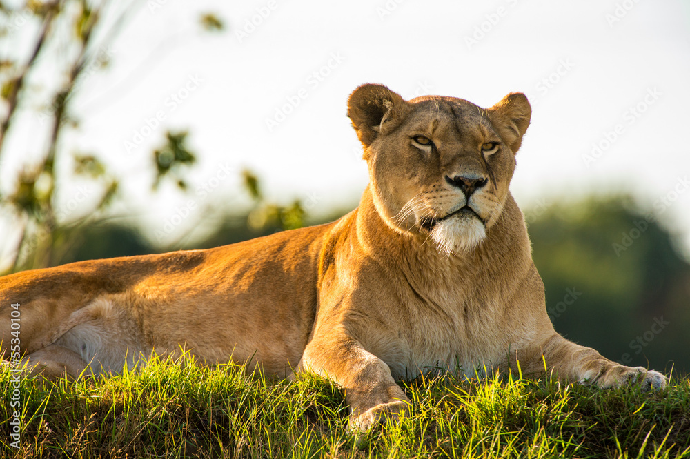 Fototapeta premium Lioness