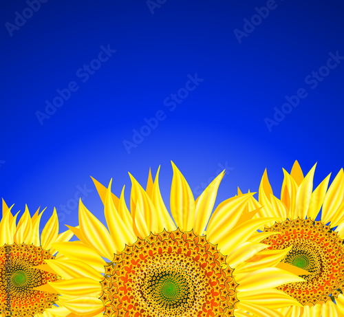 sunflowers over blue sky