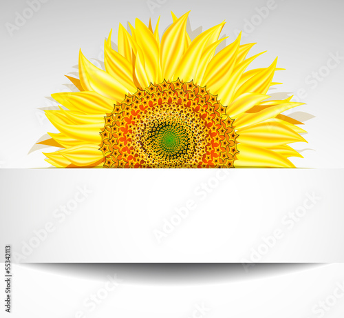 Abstract sunflower background, Vector illustration. 