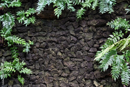 Stone wall with plant ferns