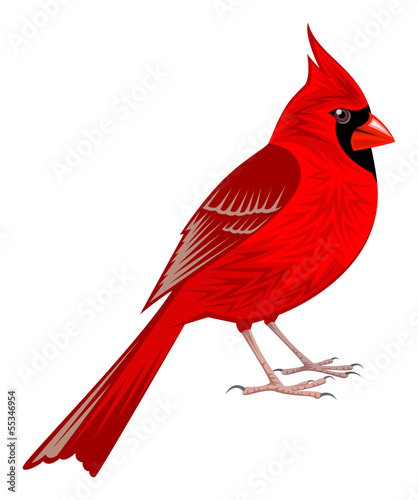 Vászonkép Northern Cardinal